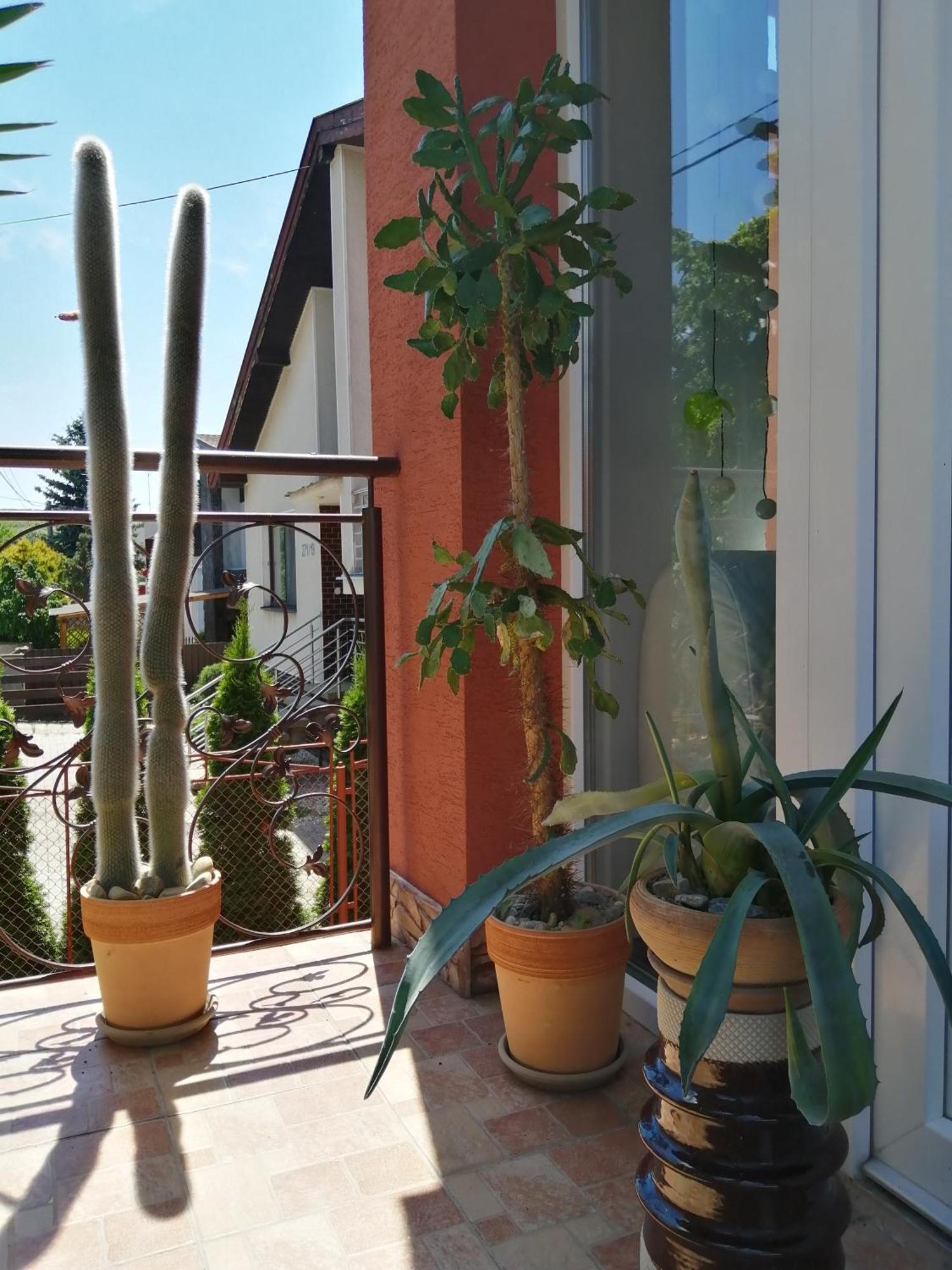 Penzion Vilka Podhajcanka Podhájska Buitenkant foto